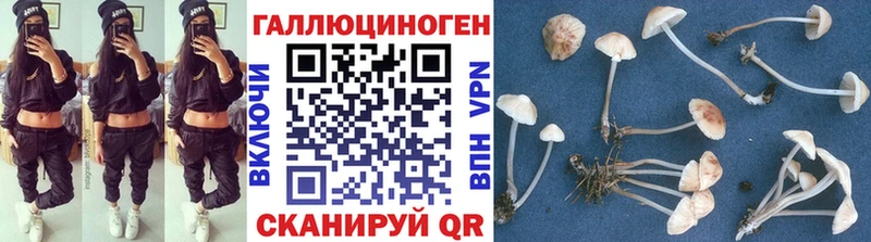 купить   Ленинградская  Галлюциногенные грибы Psilocybine cubensis 